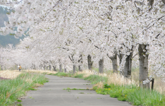 写真：芋川桜づつみ