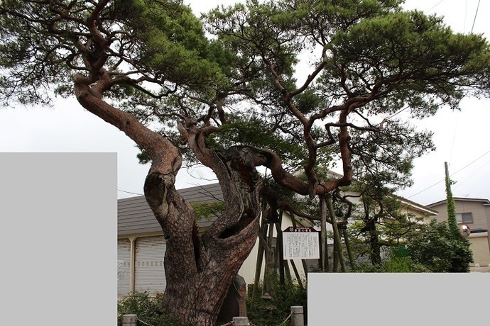 写真：赤沼の赤松