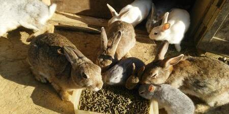 写真：小動物ふれあい広場