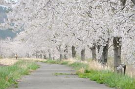 芋川桜つつみ