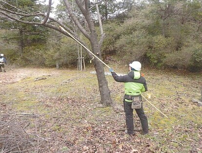 本荘公園さくらの木剪定