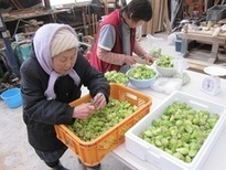 写真:山菜出荷作業