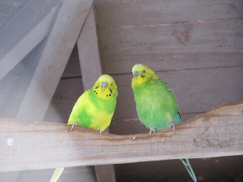インコの様子