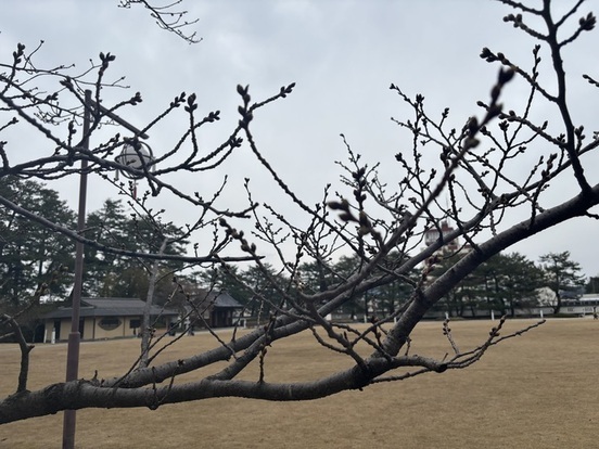つぼみの様子