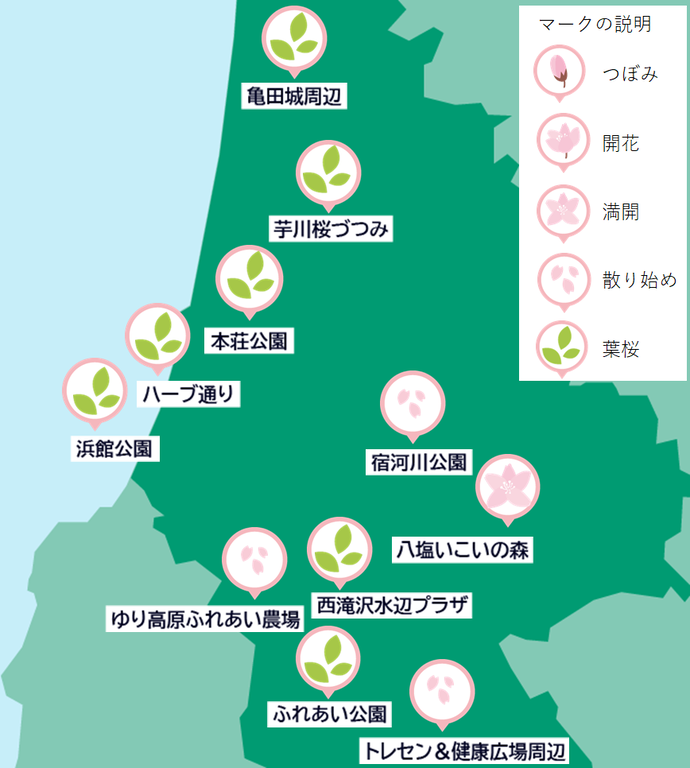 桜開花状況