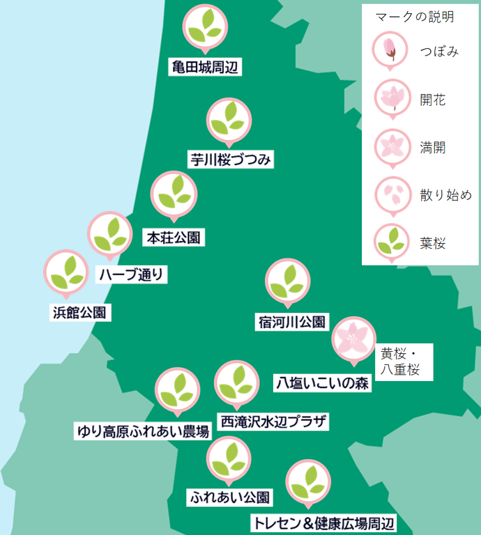 桜開花状況