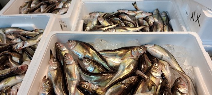 ハタハタの画像