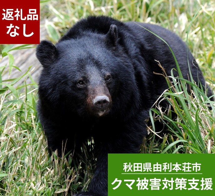 クマ画像