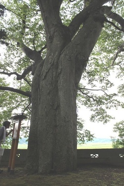 写真：潟保八幡神社のケヤキ