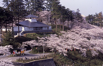 写真：本荘公園の桜